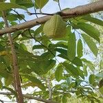 Annona montana Gyümölcs