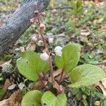 Pyrola asarifolia Лист