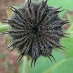 Abutilon theophrasti Fruit