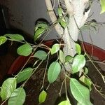 Ficus tinctoria পাতা