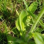 Pilosella aurantiaca Levél