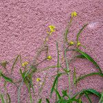 Sisymbrium orientale Plod