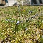 Myosotis minutiflora Virág