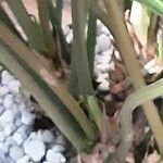 Anthurium schlechtendalii 樹皮
