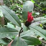 Costus laevis Drugo