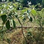 Solanum mauritianum Habit