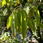 Acer carpinifolium Likasa