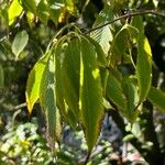 Acer carpinifolium Leaf