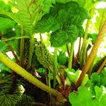 Gunnera tinctoria خشب