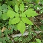 Cardiospermum grandiflorum Leaf