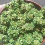 Sedum japonicum Hoja