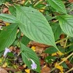 Strobilanthes attenuata Leaf