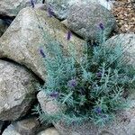 Lavandula angustifolia Yaprak