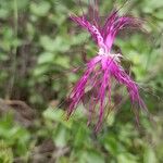 Dianthus superbus പുഷ്പം