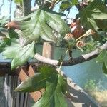 Liquidambar orientalisHostoa