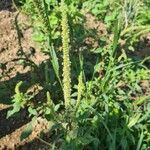 Amaranthus palmeri Bloem