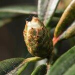 Rhododendron araiophyllum Otro