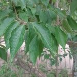Lonicera maackii Feuille