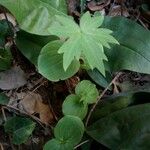 Delphinium staphisagria List