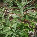 Artemisia suksdorfii Leaf