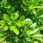 Salix glabra List