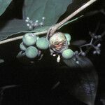 Solanum schlechtendalianum Плод