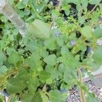 Stemodia verticillata Blatt