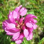 Pedicularis pyrenaica Flower