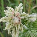 Amorpha canescens Floare