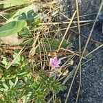 Erodium cicutarium Flower