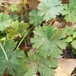 Geranium pusillumLeaf