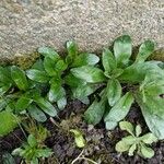 Epilobium tetragonum Лист