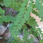 Phyllanthus tenellus Lapas