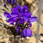 Polygala microphylla Fiore