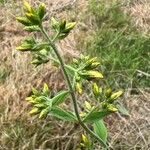 Hypericum hirsutum Fula