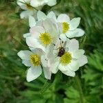 Anemonastrum narcissiflorumKvet