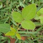 Rhynchosia minima Leaf