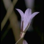 Campanula exigua Blüte