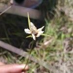 Cyperus niveus Λουλούδι