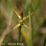 Carex microglochin ഫലം