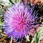 Cynara cardunculus Virág