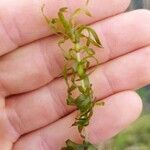 Elodea nuttallii Hoja