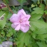 Hibiscus syriacusFlower