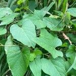 Ipomoea lacunosa Fuelha