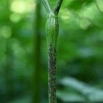 Chaerophyllum temulum Bark