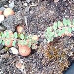 Euphorbia maculata Leaf