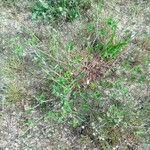 Trifolium striatum आदत