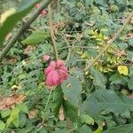 Euonymus latifolius Flor