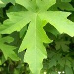 Liquidambar orientalisFuelha