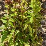 Origanum vulgareЛіст